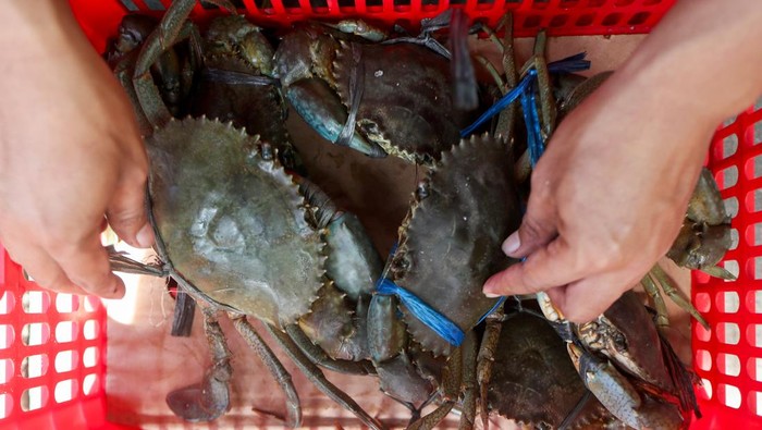 Pekerja memeriksa kondisi fisik kepiting bakau (Scylla) untuk ekspor di Banda Aceh, Aceh, Senin (18/11/2024). Kepiting bakau yang yang dikumpulkan dari nelayan tersebut dijual untuk ekspor ke berbagai negara diantaranya Singapura, Malaysia dan Tiongkok dengan harga Rp200.000 - Rp420.000 per kilogram sesuai ukuran. ANTARA FOTO / Irwansyah Putra/agr
