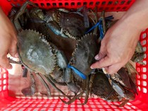 Ilmuwan Ungkap Kepiting Bisa Rasakan Sakit Saat Dimasak Hidup-hidup