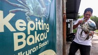 Kepiting bakau yang dikumpulkan dari nelayan tersebut dijual untuk ekspor ke berbagai negara diantaranya Singapura, Malaysia dan China. 