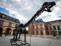 Lelang Kerangka Dinosaurus Raksasa di Paris Laku Rp 100 M