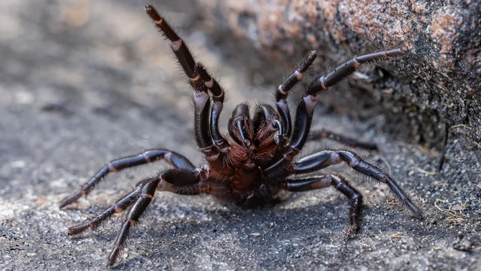 Laba-laba Funnel-web