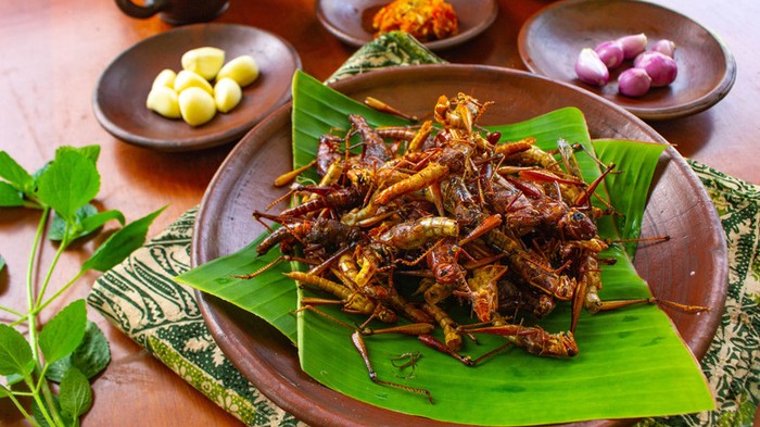 makanan serangga