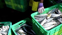 Pemerintah terus menggencarkan hilirisasi enam komoditas yakni udang, tuna, tongkol, cakalang, rajungan dan tilapia sebagai salah satu program prioritas pada tahun 2024-2029.  