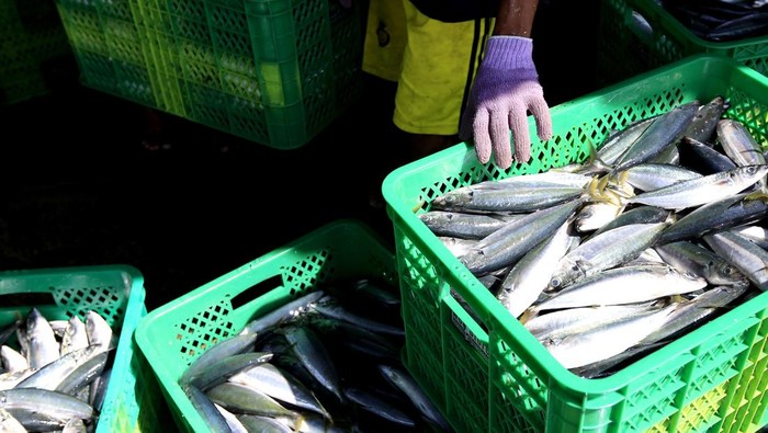 Melihat Aktivitas Tempat Pelelangan Ikan Kota Gorontalo Pekerja menunggu giliran untuk menimbang ikan di Tempat Pelelangan Ikan (TPI) Kota Gorontalo, Gorontalo, Senin (18/11/2024). Pemerintah terus menggencarkan hilirisasi enam komoditas yakni udang, tuna, tongkol, cakalang, rajungan dan tilapia sebagai salah satu program prioritas pada tahun 2024-2029. ANTARA FOTO/Adiwinata Solihin/Spt.