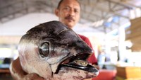 Pedagang menunjukkan kepala ikan tuna yang dijual di Tempat Pelelangan Ikan (TPI) Kota Gorontalo, Gorontalo, Senin (18/11/2024).  