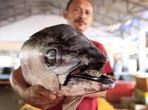 Melihat Aktivitas Tempat Pelelangan Ikan Kota Gorontalo
