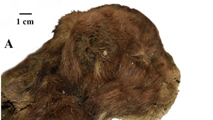 Mumi kucing bergigi pedang (Homotherium latidens) yang membeku 35 ribu tahun di dalam lapisan es dekat Sungai Badyarikha di timur laut Yakutia, Rusia.