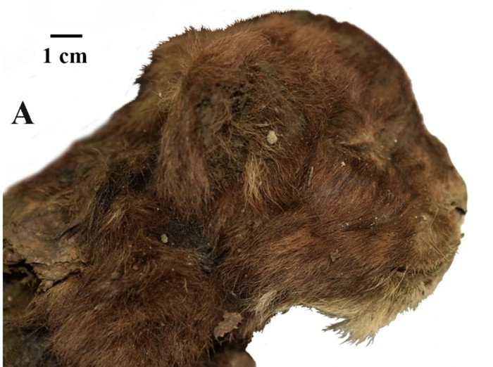 Mumi kucing bergigi pedang (Homotherium latidens) yang membeku 35 ribu tahun di dalam lapisan es dekat Sungai Badyarikha di timur laut Yakutia, Rusia.