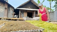 Salah satunya yaitu Gunar Ali (40) warga Desa Pasru Jambe, Kecamatan Pasru Jambe. Ia tengah sibuk menjemur daun talas sebagai pengganti tembakau.