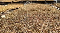Setelah kering, daun talas siap dipacking. Daun talas yang digunakan sebagai pengganti tembakau tersebut merupakan daun talas jenis beneng. Daun talas beneng bisa dipanen setelah berusia 4 bulan.