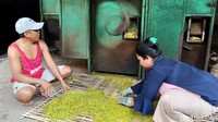 Gunar Ali dibantu sejumlah pekerjanya tengah memotong daun talas dengan menggunakan mesin potong tembakau.