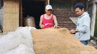 Dalam satu bulan Gunar Ali bisa memproduksi 10 ton. Dengan harga Rp 25 ribu perkilogram. Total satu bulan bisa meraup cuan sebanyak Rp 30 juta. Selain itu, daun talas pengganti tembaku ini banyak peminat dari Australia, Amerika dan Uni Emirat Arab.