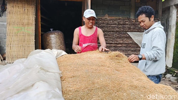 Olahan daun talas pengganti tembaku di lumajang tembus pasar mancanegara