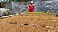 Dalam prosesnya, setelah dirajang, tembakau daun talas kemudian dijemur dengan terik sinar matahari hingga berwarna kecoklatan.