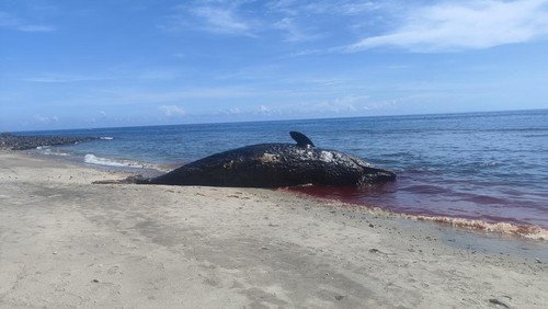 Paus sperma terdampar di Pantai Banyuning, Desa Bunutan, Kecamatan Abang, Kabupaten Karangasem, Bali. Paus itu ditemukan pada Minggu (17/11/2024).