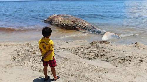 Paus sperma yang terdampar di perairan Banyuning, Desa Bunutan, Kecamatan Abang, Kabupaten Karangasem, Bali.