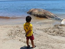 Rahang Bawah Paus Sperma Terdampar di Pantai Banyuning Hilang, Diduga Dicuri