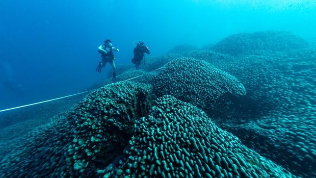 Penyelam berenang di atas karang terbesar di dunia yang terletak di dekat Kepulauan Solomon di Pasifik. (Photo by INIGO SAN FELIX / NATIONAL GEOGRAPHIC PRISTINE SEAS / AFP)