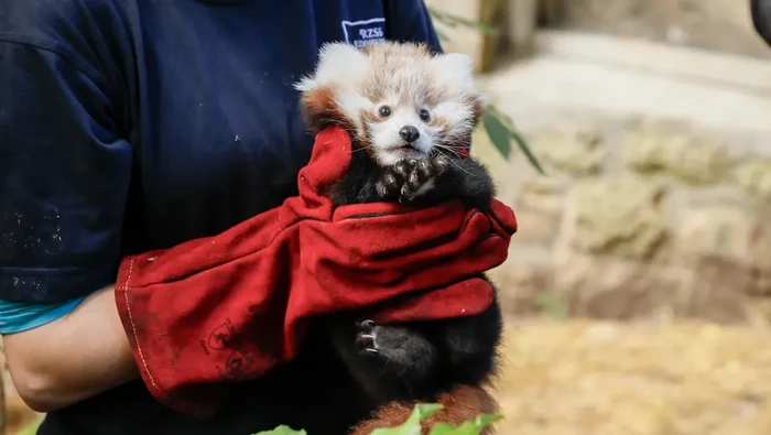 Roxie, bayi panda merah yang mati karena stress mendengar suara kembang api.
