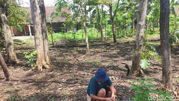 Salah satu warga Mokol, Selang, Wonosari, Gunungkidul saat mencari ulat jati dan ulat trambesi, Senin (18/11/2024).