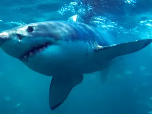 Kisah Guru Australia Bertarung dengan Hiu, Diserang Saat Renang di Pantai
