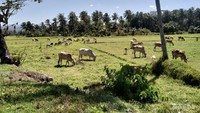 Sabana Pantai Sayang Heulang Garut selatan.