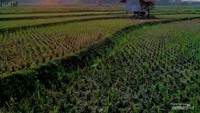 Momen sunrise di antara ladang sawah di Kecamatan Cikelet.
