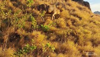 Rusa di Taman Nasional Komodo.