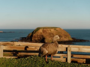 Ingin Liburan di Melbourne? Ini 5 Alasan Wajib Kunjungi Phillip Island