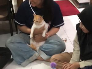 Viral Bikin Gemas, Pesta Ultah Kucing, Tamunya Juga Kucing Dapat Bingkisan