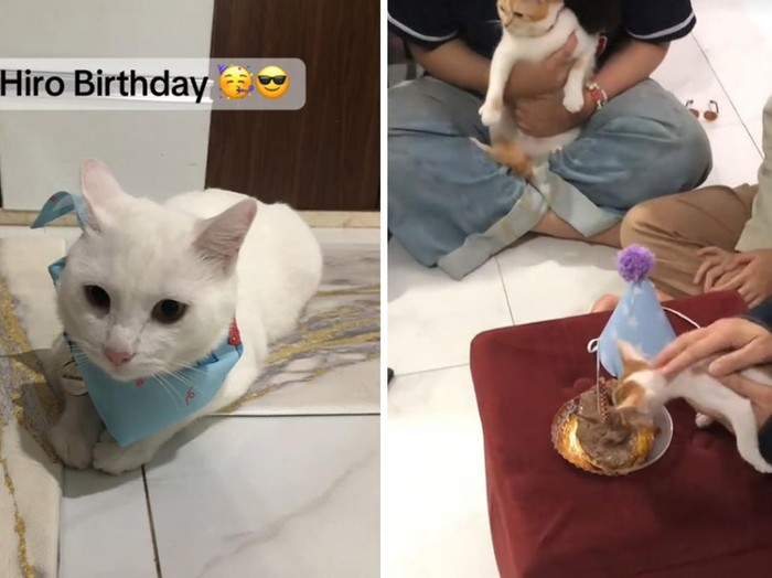 Wanita ini membuat acara ulang tahun kucing kesayangannya bikin gemas dan ngakak, mendadak viral di media sosial