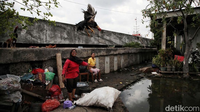 Banjir rob sempat merendam permukiman di kawasan Marunda Pulo, Cilincing, Jakarta Utara, Kamis (19/11/2024). Namun, banjir rob sudah mulai surut sejak tadi sore.