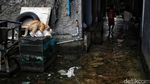 Banjir Rob Marunda Pulo Mulai Surut