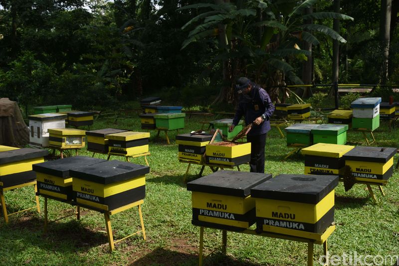 Taman Wisata Lebah di Cibubur tawarkan edukasi seru tentang lebah dan madu. Pengunjung bisa belajar budidaya lebah dan manfaat madu untuk kesehatan.