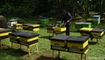 Berburu Madu di Taman Wisata Lebah Cibubur