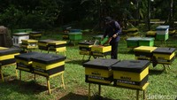 Taman Wisata Lebah di Komplek Wiladatika, Cibubur, menawarkan edukasi menarik seputar lebah dan madu. 