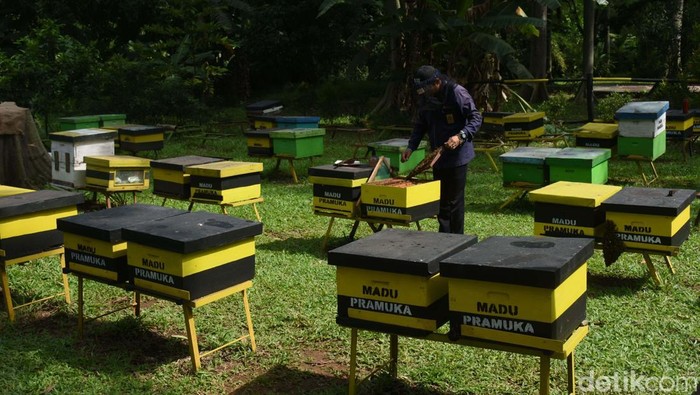 Berburu Madu di Taman Wisata Lebah Cibubur Taman Wisata Lebah di Cibubur tawarkan edukasi seru tentang lebah dan madu. Pengunjung bisa belajar budidaya lebah dan manfaat madu untuk kesehatan.