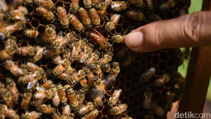 Kabar Baik! Racun Lebah Madu Tawarkan Harapan Baru untuk Pengobatan Kanker