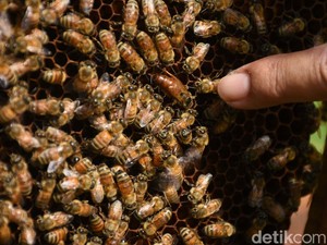 Kabar Baik! Racun Lebah Madu Tawarkan Harapan Baru untuk Pengobatan Kanker
