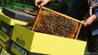 Proses “mengangon” lebah dilakukan untuk menghasilkan madu spesifik, yaitu dengan membawa lebah ke kebun bunga tertentu. 