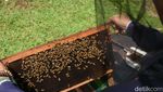 Berburu Madu di Taman Wisata Lebah Cibubur