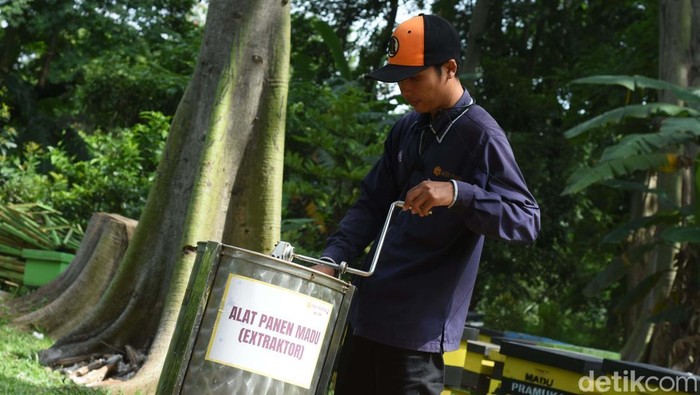 Taman Wisata Lebah di Cibubur tawarkan edukasi seru tentang lebah dan madu. Pengunjung bisa belajar budidaya lebah dan manfaat madu untuk kesehatan.