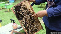 Seorang petugas menunjukkan sarang lebah Apis mellifera di Taman Wisata Lebah, Cibubur, Jakarta Timur, Selasa (19/11/2024). 