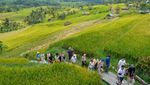 Bikin Bule Kepincut, Desa Wisata Jatiluwih Raih Penghargaan dari PBB
