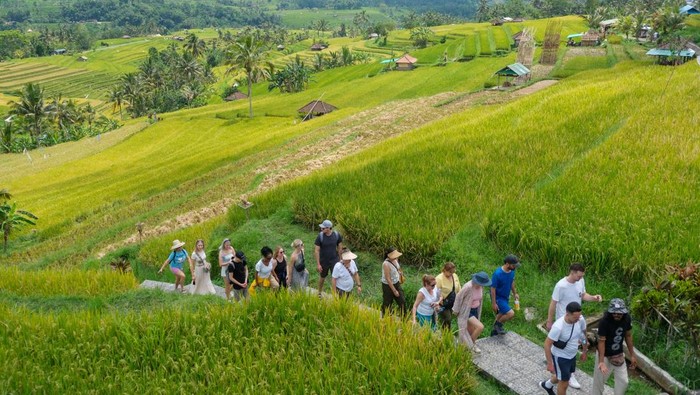 Bikin Bule Kepincut, Desa Wisata Jatiluwih Raih Penghargaan dari PBB Wisatawan mancanegara mengunjungi lahan pertanian di Desa Wisata Jatiluwih, Tabanan, Bali, Senin (18/11/2024). Desa Jatiluwih meraih penghargaan dari organisasi Perserikatan Bangsa-Bangsa (PBB) bidang Pariwisata Dunia atau United Nations World Tourism Organization (UNWTO) yakni terpilih sebagai 55 desa wisata dengan predikat baik atau Best Tourism Villages yang diikuti total 260 desa wisata dari 60 negara anggota UN Tourism. ANTARA FOTO/Nyoman Hendra Wibowo
