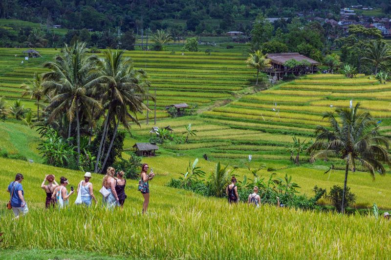 Wisatawan mancanegara mengunjungi lahan pertanian di Desa Wisata Jatiluwih, Tabanan, Bali, Senin (18/11/2024). Desa Jatiluwih meraih penghargaan dari organisasi Perserikatan Bangsa-Bangsa (PBB) bidang Pariwisata Dunia atau United Nations World Tourism Organization (UNWTO) yakni terpilih sebagai 55 desa wisata dengan predikat baik atau Best Tourism Villages yang diikuti total 260 desa wisata dari 60 negara anggota UN Tourism. ANTARA FOTO/Nyoman Hendra Wibowo