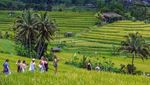 Bikin Bule Kepincut, Desa Wisata Jatiluwih Raih Penghargaan dari PBB