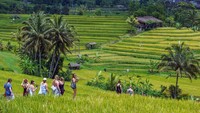 Wisatawan mancanegara mengunjungi lahan pertanian di Desa Wisata Jatiluwih, Tabanan, Bali, Senin (18/11/2024).