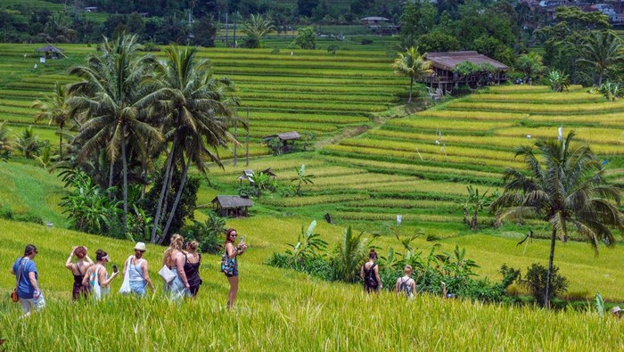 Wisatawan mancanegara mengunjungi lahan pertanian di Desa Wisata Jatiluwih, Tabanan, Bali, Senin (18/11/2024). Desa Jatiluwih meraih penghargaan dari organisasi Perserikatan Bangsa-Bangsa (PBB) bidang Pariwisata Dunia atau United Nations World Tourism Organization (UNWTO) yakni terpilih sebagai 55 desa wisata dengan predikat baik atau Best Tourism Villages yang diikuti total 260 desa wisata dari 60 negara anggota UN Tourism. ANTARA FOTO/Nyoman Hendra Wibowo