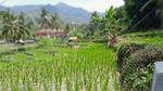 Potret Indah Desa Wisata Mekarbuana Karawang, Sawah Hijau Sejauh Mata Memandang